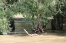 danubio_21